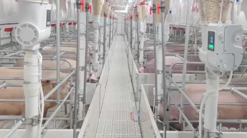 Muyuan is a pig breeder