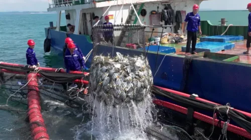 Haid makes fish feed