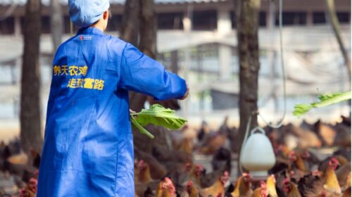 Sluggish pork sales growth leaves Tinoos's prospects temporarily unclear