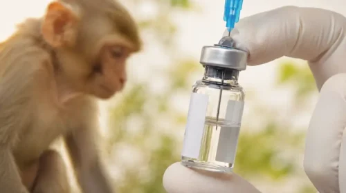 Joinn’s profit figures spark market outbreak of “monkey fever”